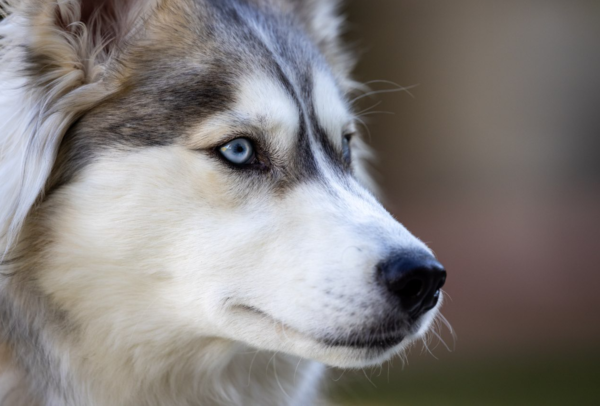 Dogs
