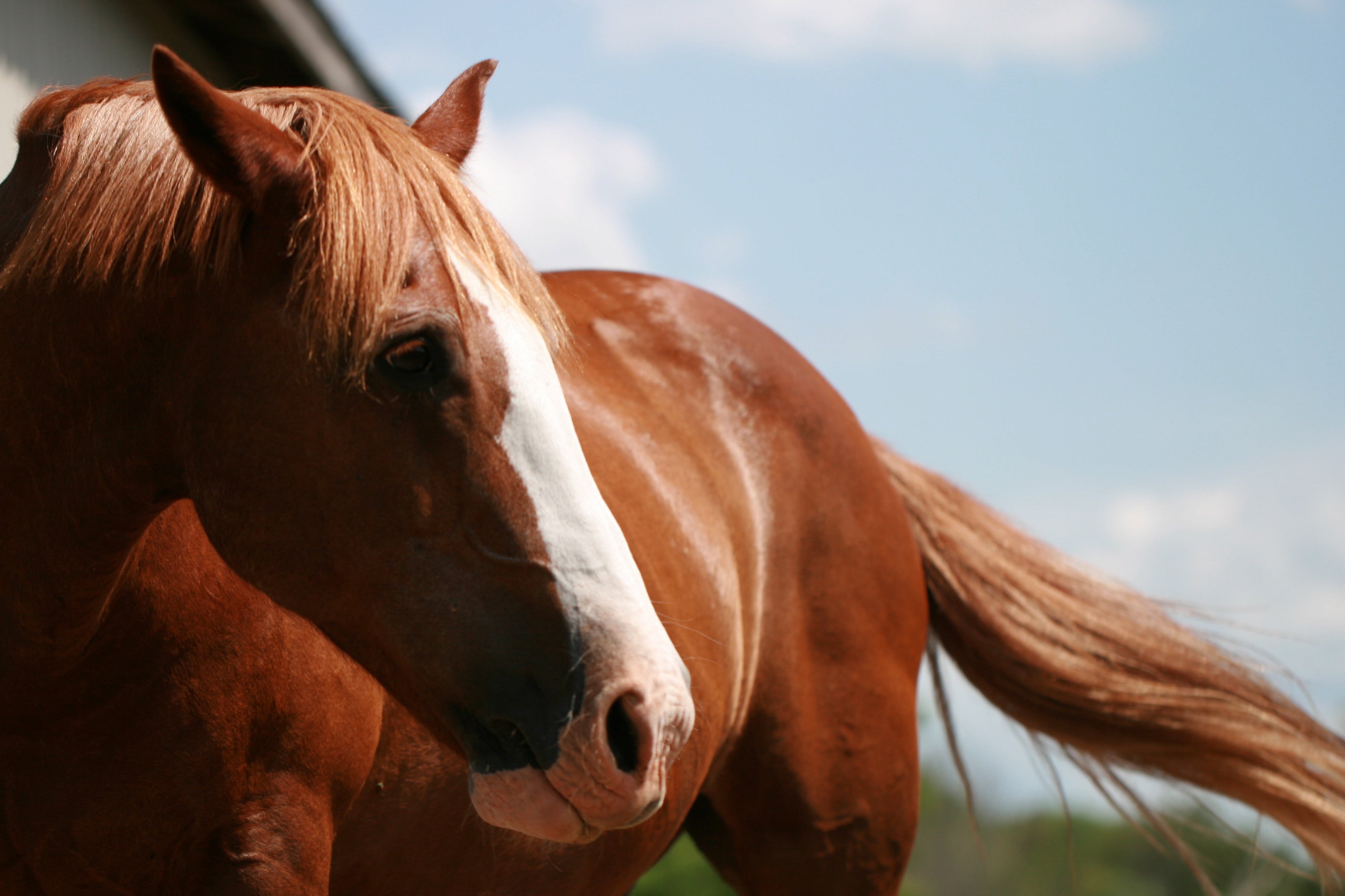 Horses